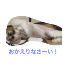 シーズー 日常（個別スタンプ：4）
