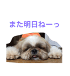 シーズー 日常（個別スタンプ：6）