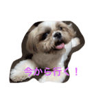 シーズー 日常（個別スタンプ：9）