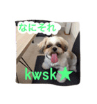 シーズー 日常（個別スタンプ：11）