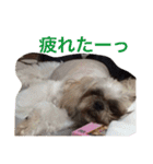 シーズー 日常（個別スタンプ：13）