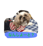 シーズー 日常（個別スタンプ：17）