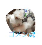 まるぷーとてぃーぷー（個別スタンプ：1）
