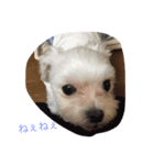 まるぷーとてぃーぷー（個別スタンプ：4）