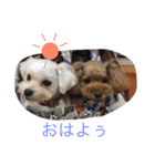 まるぷーとてぃーぷー（個別スタンプ：10）