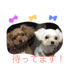 まるぷーとてぃーぷー（個別スタンプ：17）