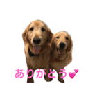 日頃使う言葉‼︎（個別スタンプ：4）