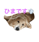 日頃使う言葉‼︎（個別スタンプ：10）