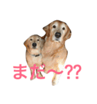 日頃使う言葉‼︎（個別スタンプ：14）