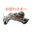 日頃使う言葉‼︎（個別スタンプ：21）