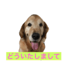 日頃使う言葉‼︎（個別スタンプ：29）