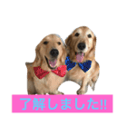 日頃使う言葉‼︎（個別スタンプ：31）