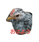 チャボ先輩（個別スタンプ：1）