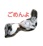 チャボ先輩（個別スタンプ：2）