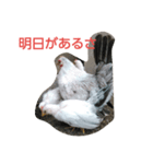 チャボ先輩（個別スタンプ：3）