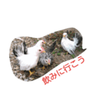 チャボ先輩（個別スタンプ：6）