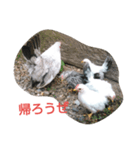チャボ先輩（個別スタンプ：7）