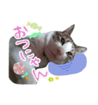 ウチのたまくん（個別スタンプ：2）