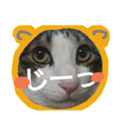 ウチのたまくん（個別スタンプ：14）