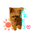 ポメプーMIX犬モカちゃん（個別スタンプ：1）