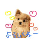 ポメプーMIX犬モカちゃん（個別スタンプ：3）