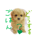 ポメプーMIX犬モカちゃん（個別スタンプ：4）