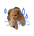 ポメプーMIX犬モカちゃん（個別スタンプ：6）