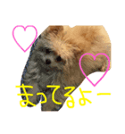 ポメプーMIX犬モカちゃん（個別スタンプ：7）