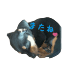 チワピン♡まろん（個別スタンプ：5）