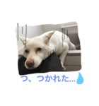 WHITE DOG HANA No.2（個別スタンプ：3）
