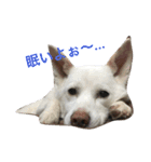 WHITE DOG HANA No.2（個別スタンプ：4）