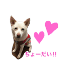 WHITE DOG HANA No.2（個別スタンプ：5）