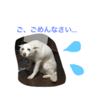WHITE DOG HANA No.2（個別スタンプ：6）