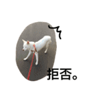 WHITE DOG HANA No.2（個別スタンプ：7）