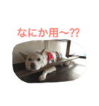 WHITE DOG HANA No.2（個別スタンプ：8）