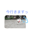 WHITE DOG HANA No.2（個別スタンプ：10）