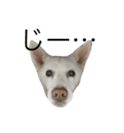 WHITE DOG HANA No.2（個別スタンプ：12）