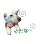 WHITE DOG HANA No.2（個別スタンプ：14）