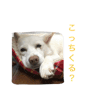 WHITE DOG HANA No.2（個別スタンプ：15）