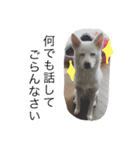 WHITE DOG HANA No.2（個別スタンプ：16）