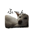 WHITE DOG HANA No.2（個別スタンプ：19）