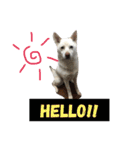 WHITE DOG HANA No.2（個別スタンプ：20）
