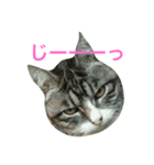 タマ＆ダイ（個別スタンプ：1）