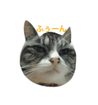 タマ＆ダイ（個別スタンプ：4）