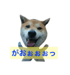 タマ＆ダイ（個別スタンプ：5）