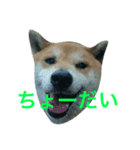 タマ＆ダイ（個別スタンプ：6）