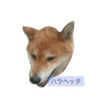 タマ＆ダイ（個別スタンプ：7）