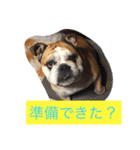 飛鳥の毎日（個別スタンプ：7）