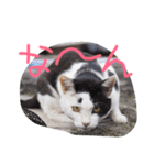 猫鹿鳥（個別スタンプ：1）