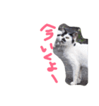 猫鹿鳥（個別スタンプ：4）